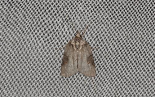 Réf. 266 223 : Nycteola sp.